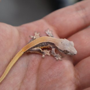 릴리100%헷아잔틱 릴리화이트 100%헷아잔틱