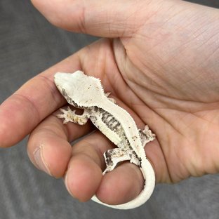 Lilly 100% Het Axanthic
