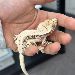 Lilly 100% Het Axanthic