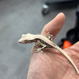 Lilly 100% Het Axanthic Lilly White 100% Het Axanthic