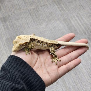 Normal Drippy Pinstripe White Spot