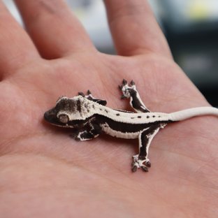 Lilly Axanthic Axanthic Lilly White