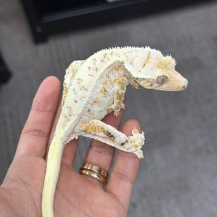 Lilly White