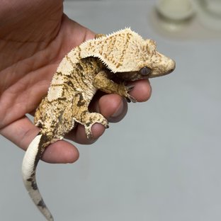 블룸