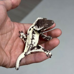 구름이