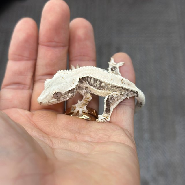 Lilly 100% Het Axanthic