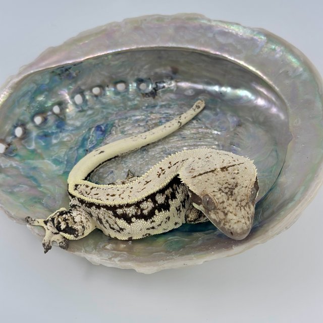 핀스트라이프 화이트핀 화이트포트홀 노멀