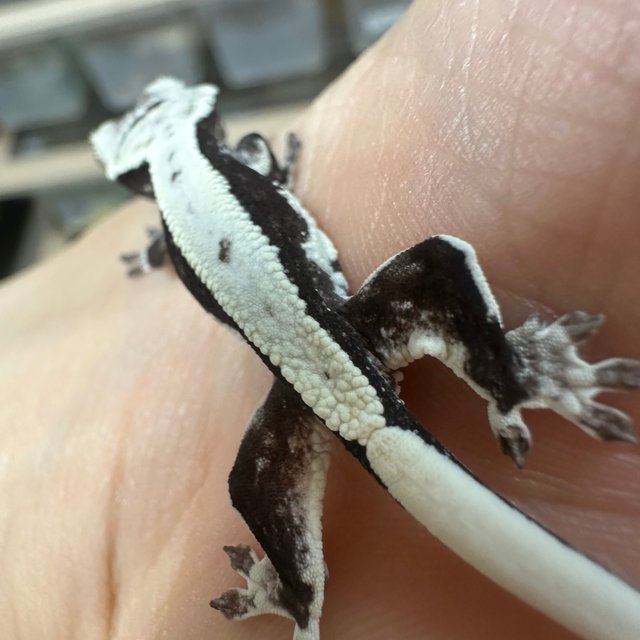 Lilly Axanthic