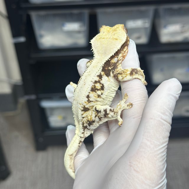 Lilly 100% Het Axanthic