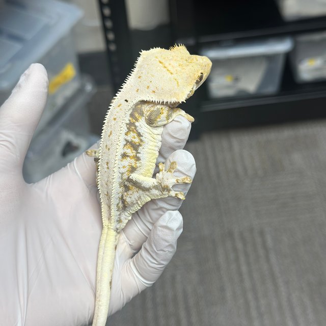 Lilly 100% Het Axanthic