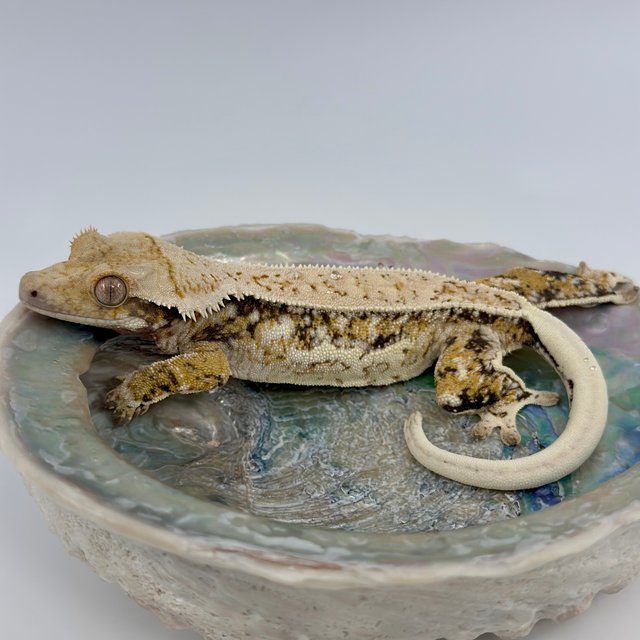 노멀 핀스트라이프 화이트핀 화이트스팟