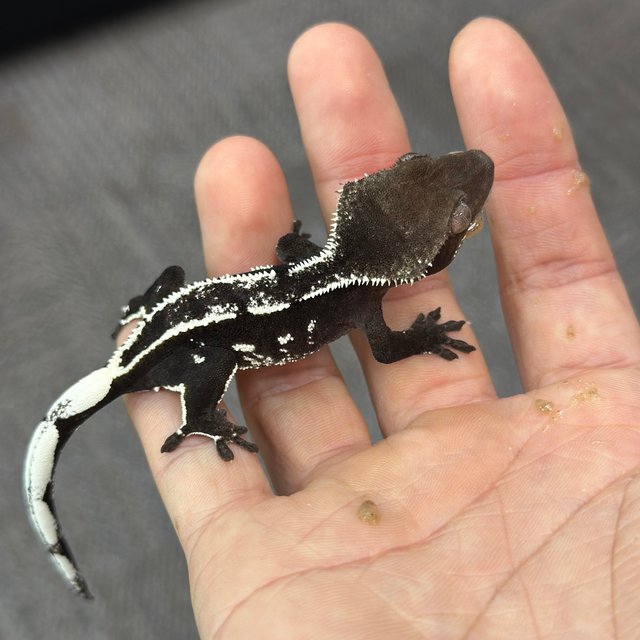 Axanthic