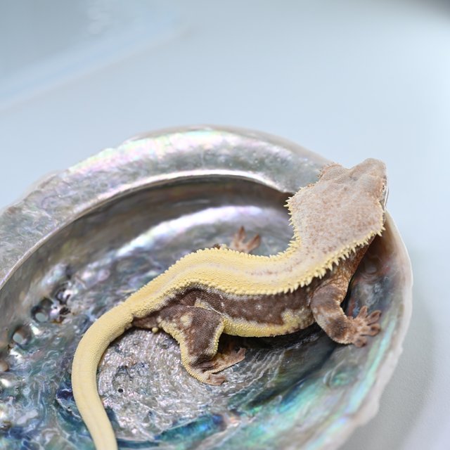Lilly 100% Het Axanthic