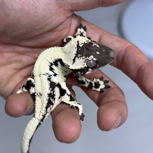 Sable Axanthic LW Sable Lilly Axanthic
