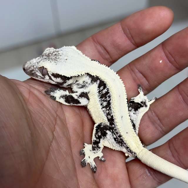 Lilly Axanthic