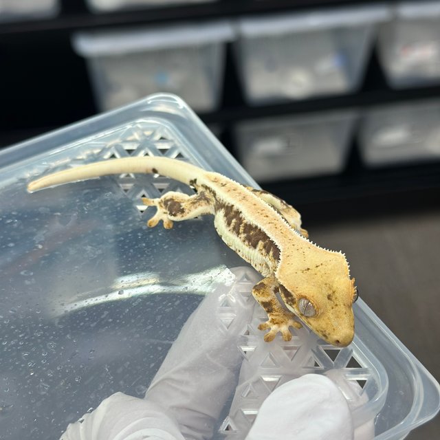 Lilly 100% Het Axanthic