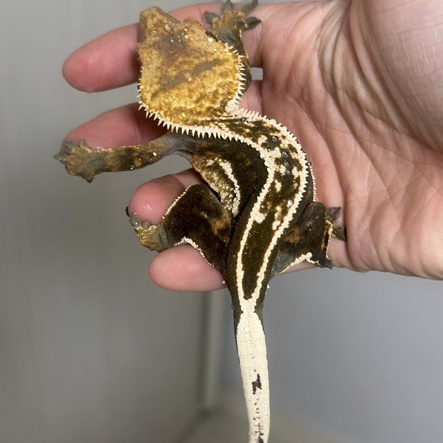 100% Het Axanthic