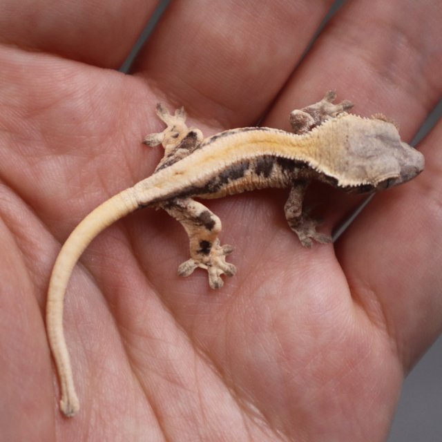 릴리100%헷아잔틱 세이블 100%헷아잔틱 릴리 세이블