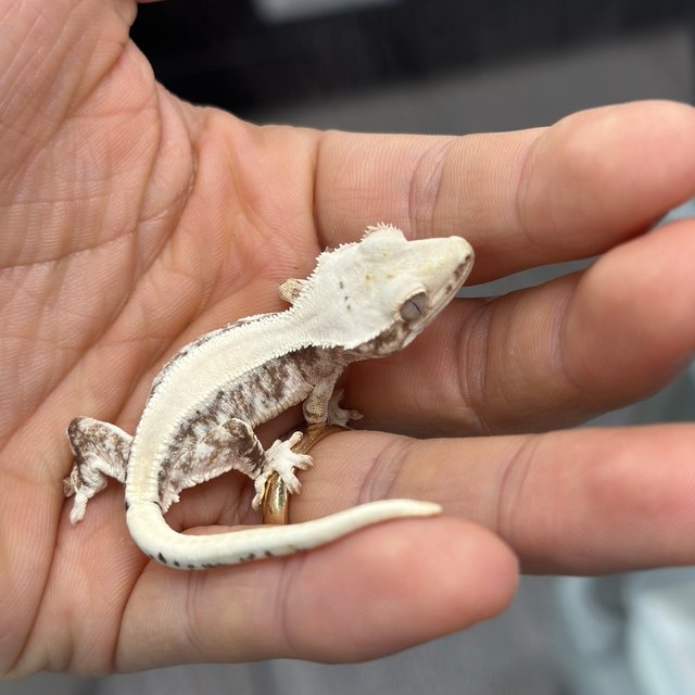 릴리100%헷아잔틱