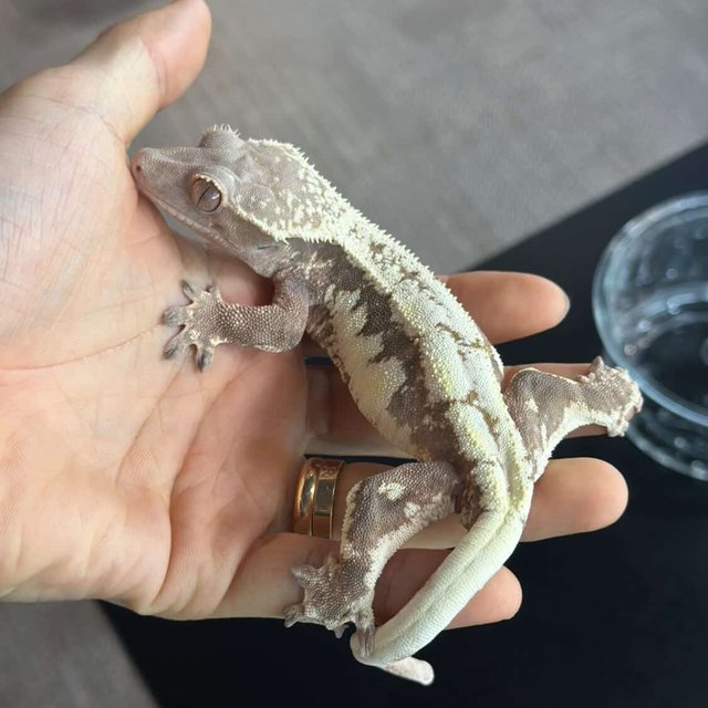 Lilly 100% Het Axanthic Sable LW Sable 100% Het Axanthic