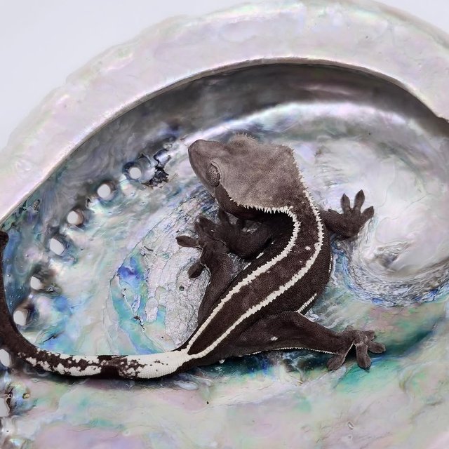 Axanthic