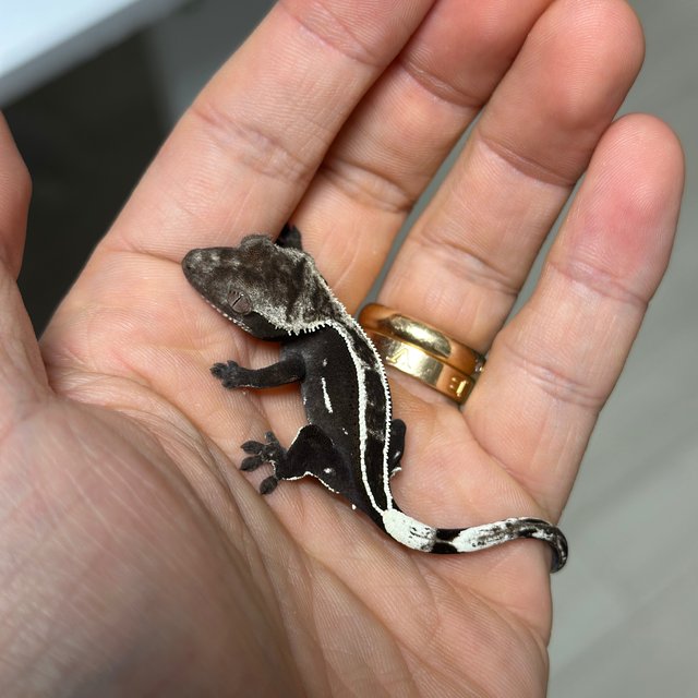 Axanthic