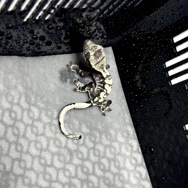 세이블 아잔틱