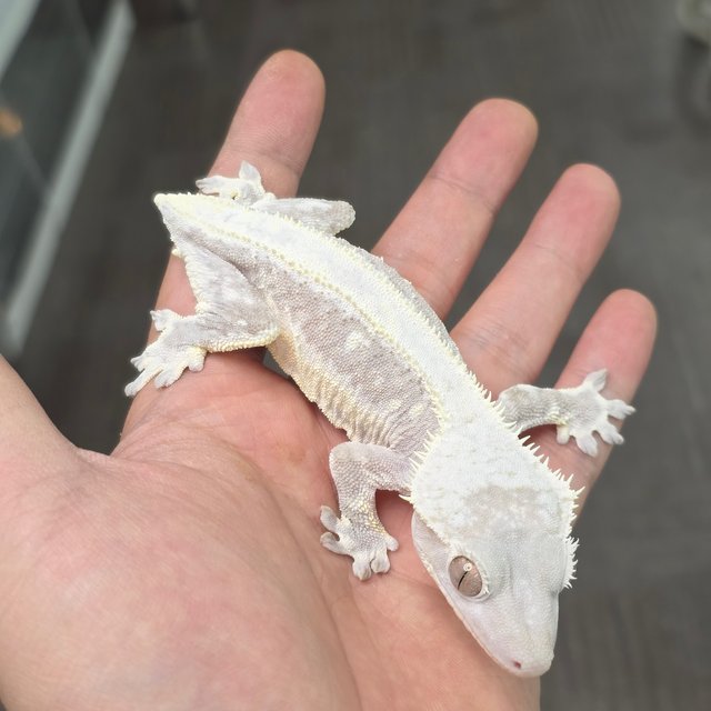 Lilly Axanthic