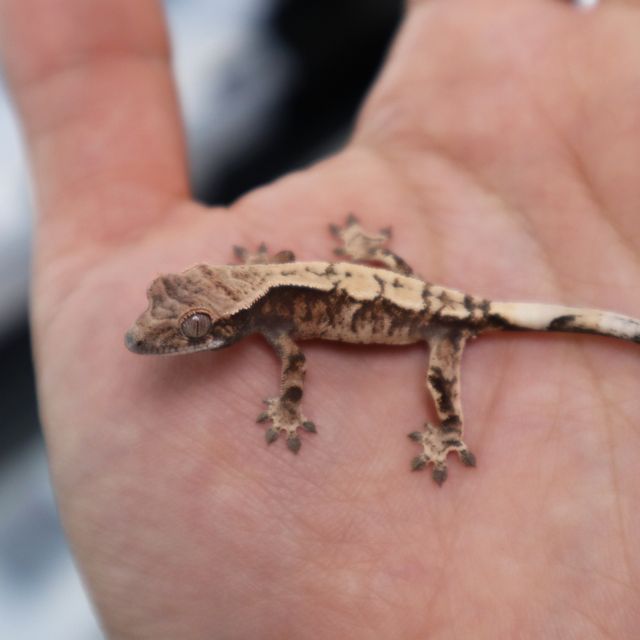 세이블 100%헷아잔틱