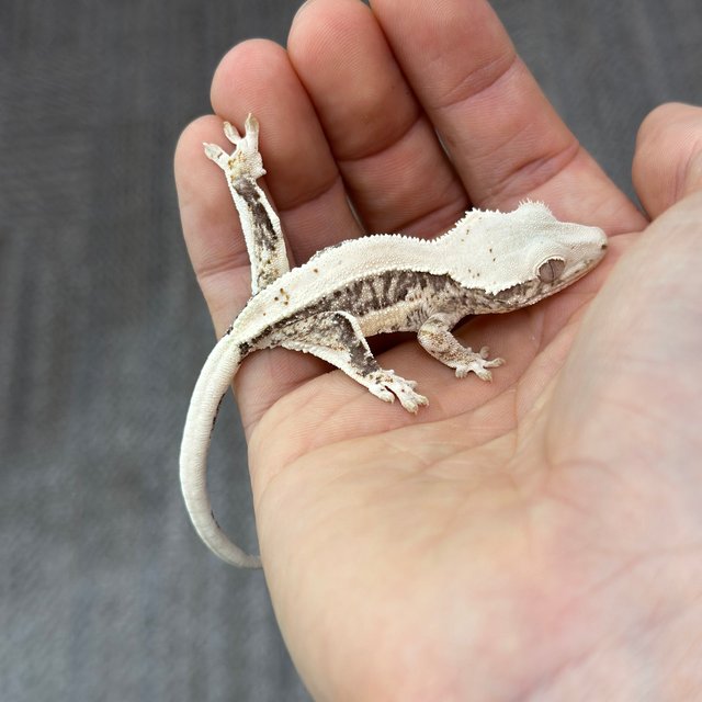 Lilly 100% Het Axanthic