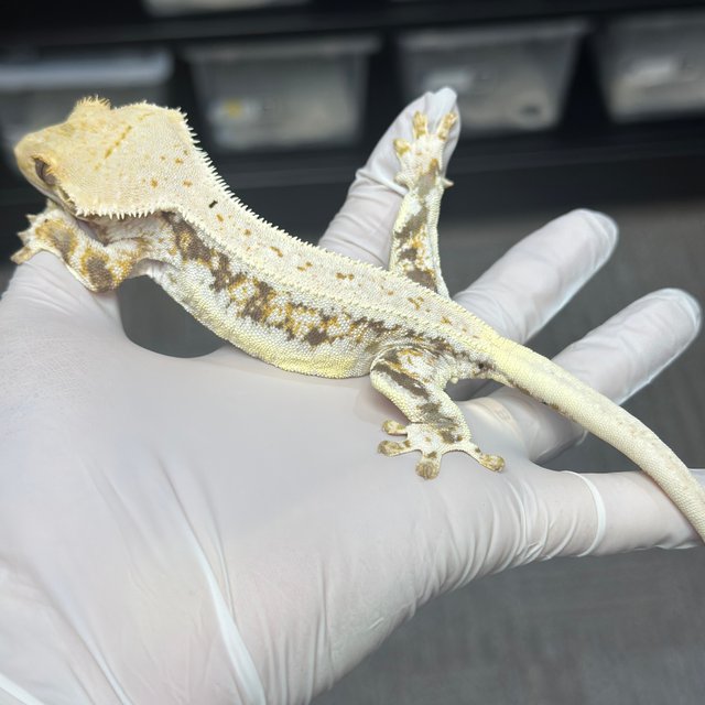 Lilly 100% Het Axanthic