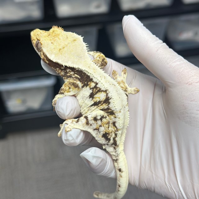 Lilly 100% Het Axanthic