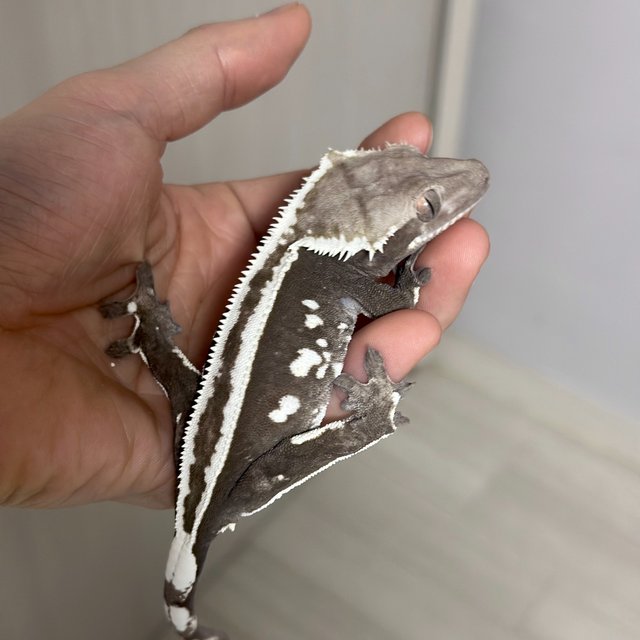 Axanthic