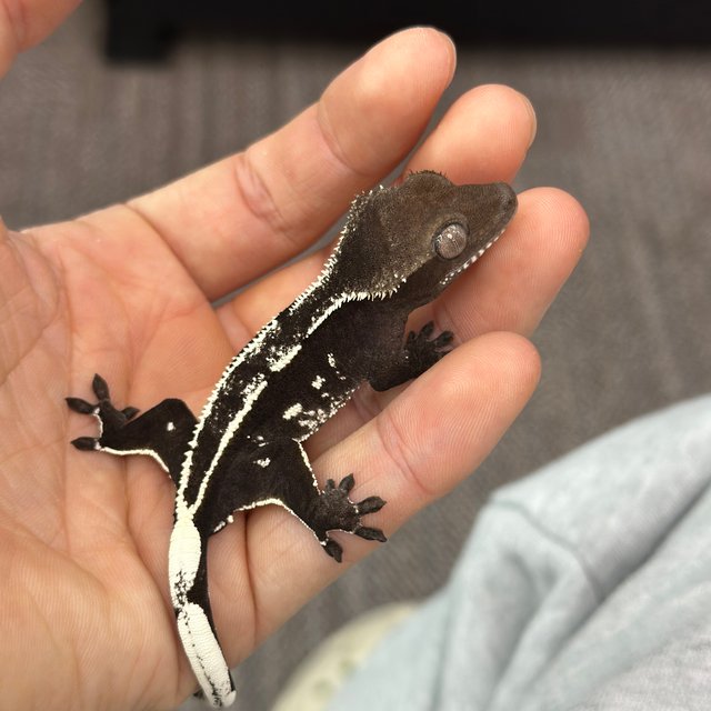 Axanthic