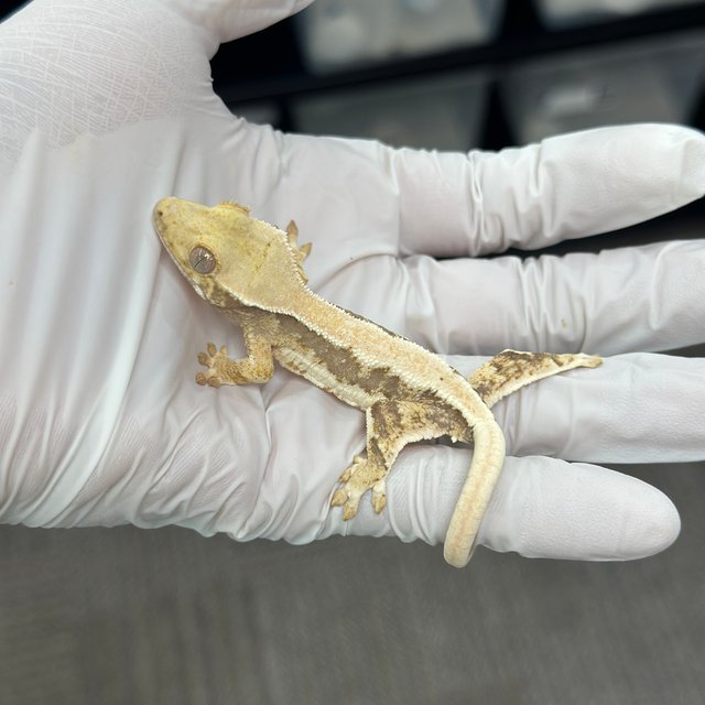 Lilly 100% Het Axanthic