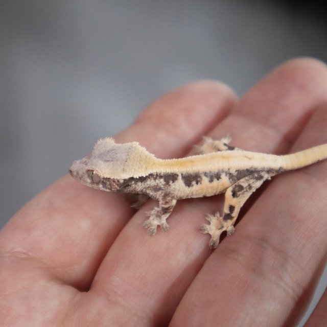 릴리100%헷아잔틱 세이블 100%헷아잔틱 릴리 세이블