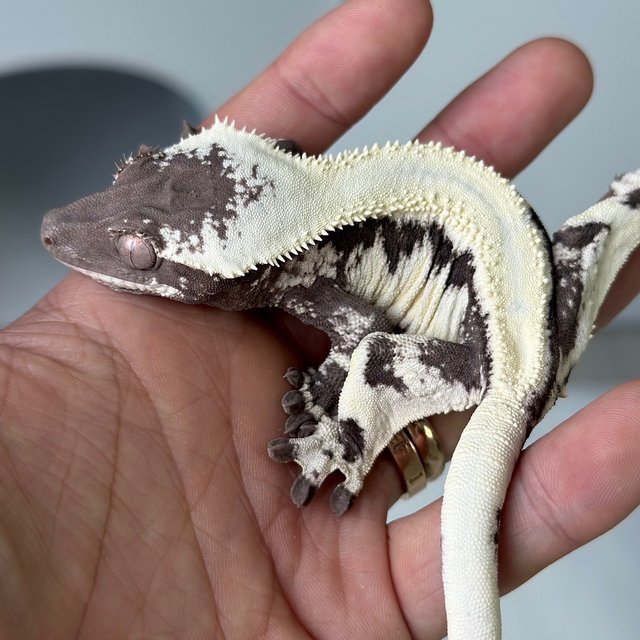 LW Sable Axanthic Lilly Axanthic Sable