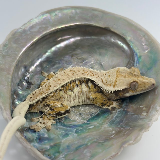 노멀 핀스트라이프 화이트핀 화이트스팟