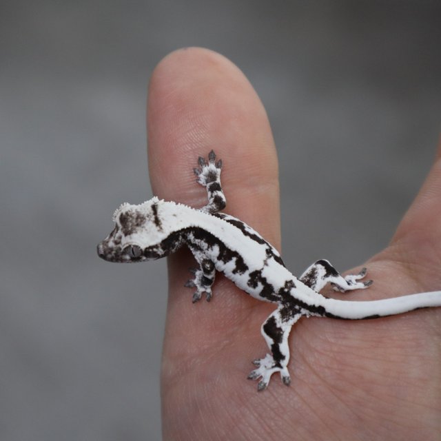 릴리 세이블 아잔틱 릴잔틱 세이블