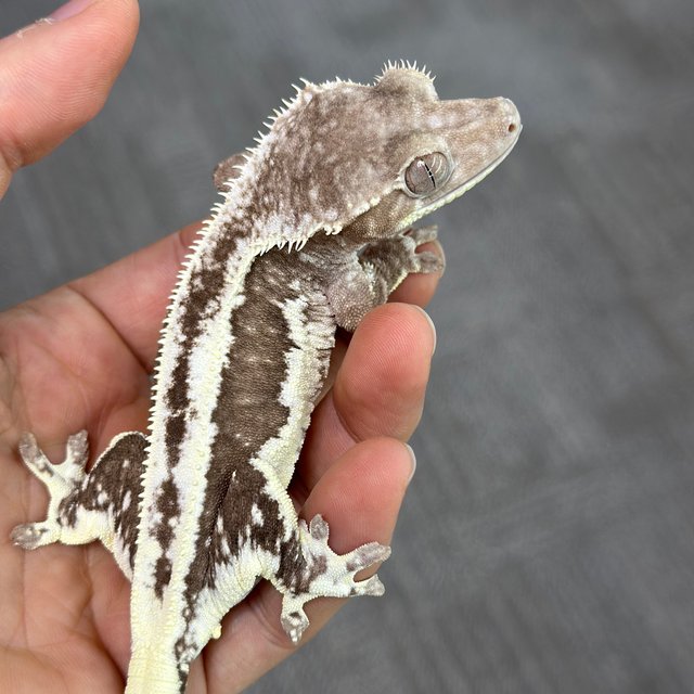 Lilly Axanthic