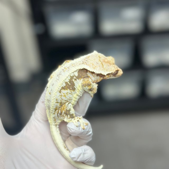 Lilly 100% Het Axanthic