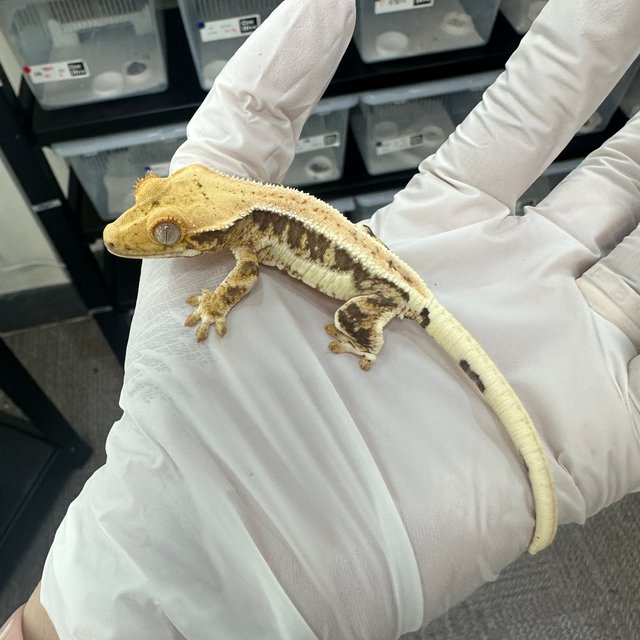 Lilly 100% Het Axanthic