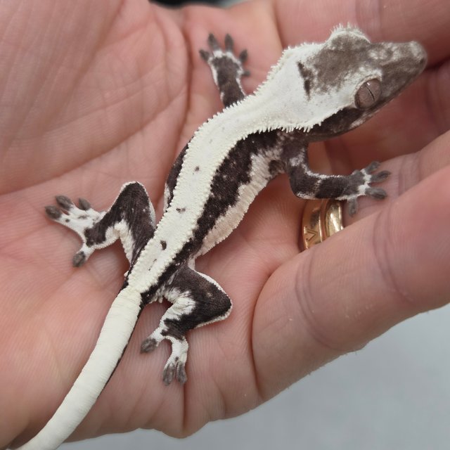 Lilly Axanthic