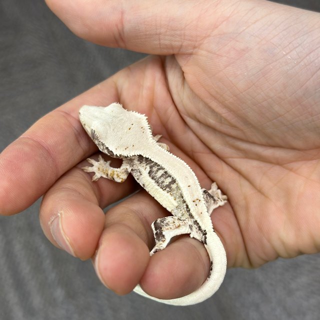Lilly 100% Het Axanthic