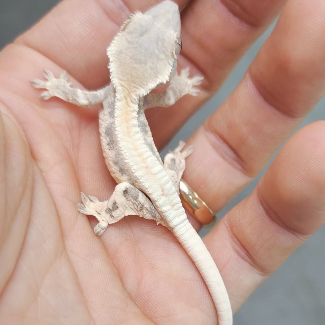 100% Het Axanthic Lilly 100% Het Axanthic Sable LW Sable