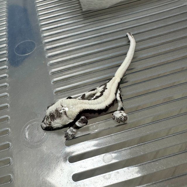 Axanthic Lilly Axanthic Sable LW Sable