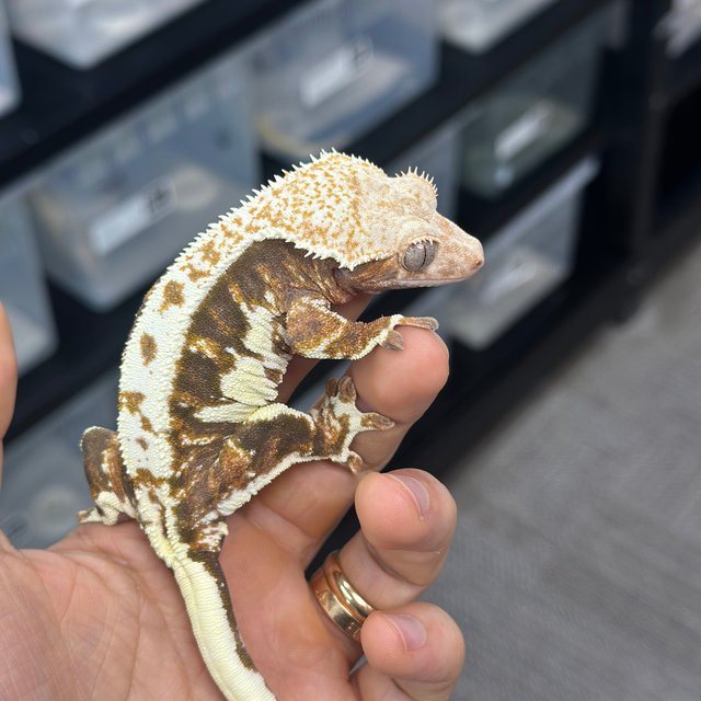 Lilly 100% Het Axanthic