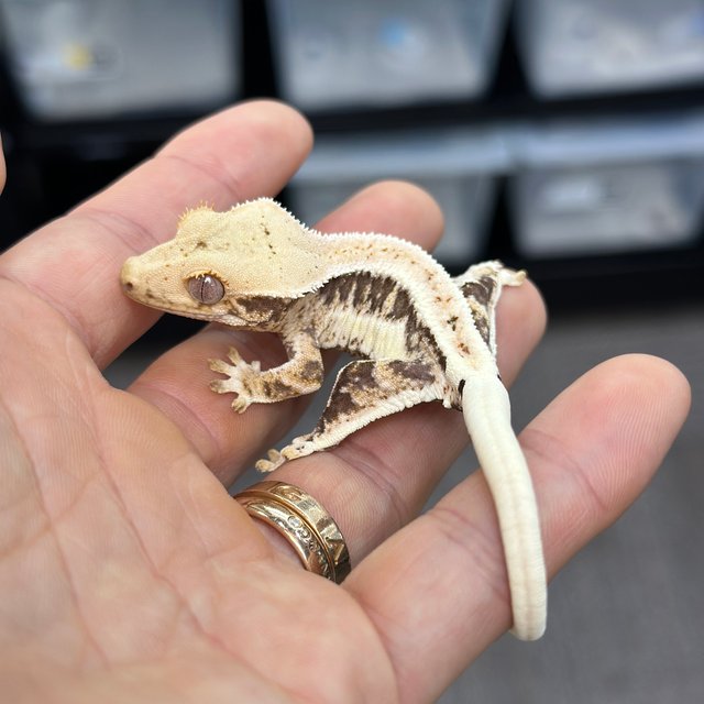 Lilly 100% Het Axanthic