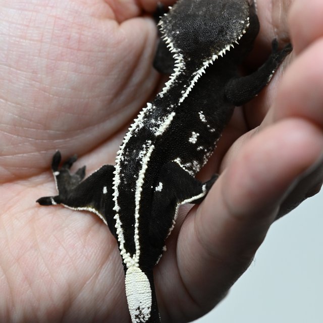 Axanthic