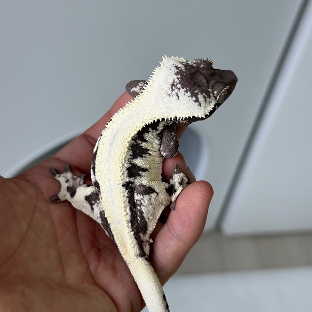 LW Sable Axanthic Lilly Axanthic Sable